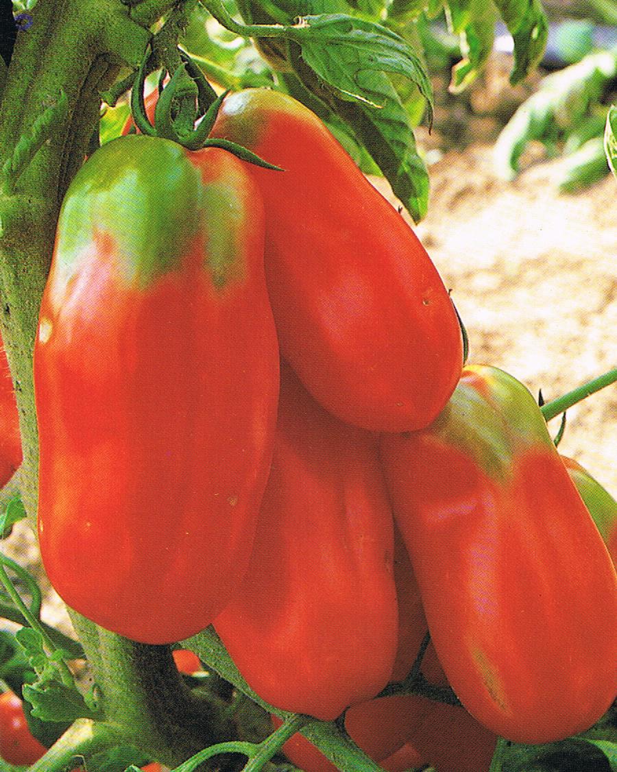 POMODORO SCATOLONE NR.200 SEMI